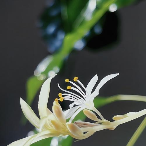 吊兰花语大全是什么？吊兰花语有哪些含义？