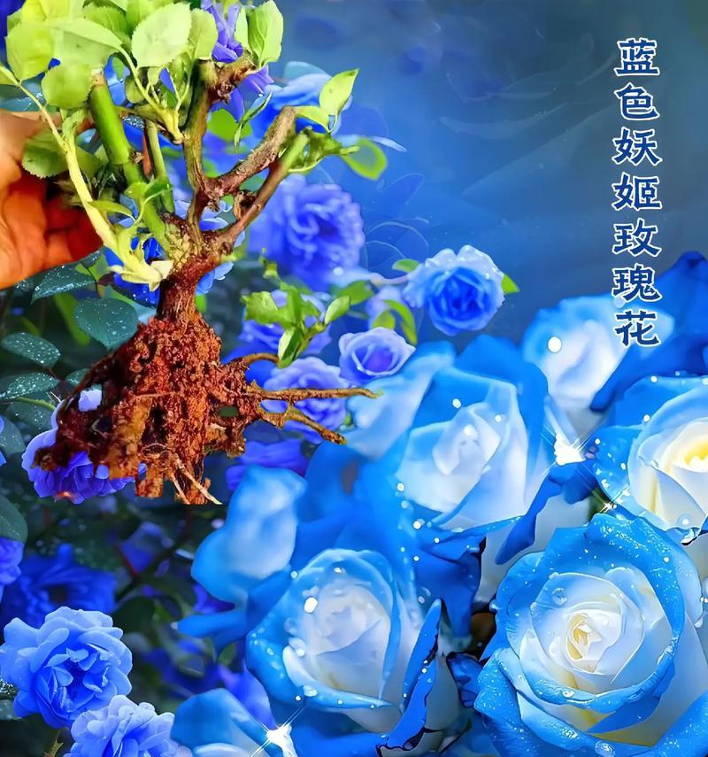 送老公什么花代表什么？对老公的花语有哪些？