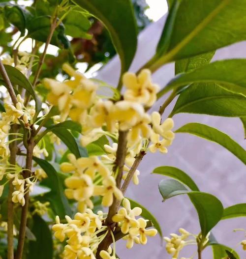 桂花花语如何解释？桂花花语的深层含义是什么？
