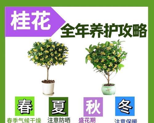 桂花花语如何解释？桂花花语的深层含义是什么？