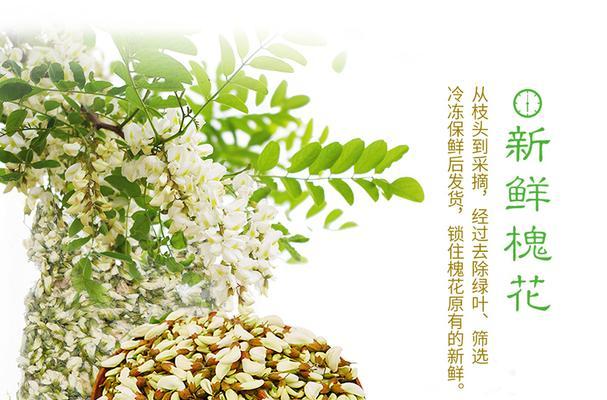 杨槐花的花语是什么？杨槐花语有何特别之处？