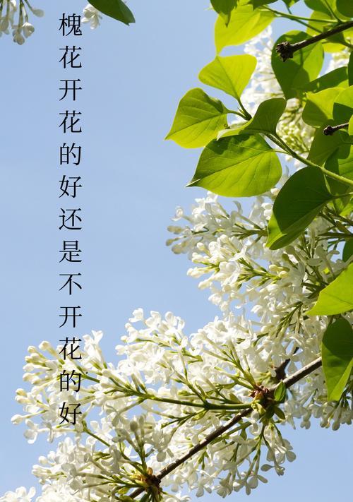 杨槐花的花语是什么？杨槐花语有何特别之处？