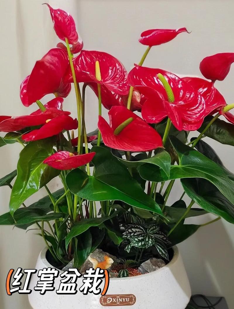 红掌花的花语是什么？红掌花语有何含义？
