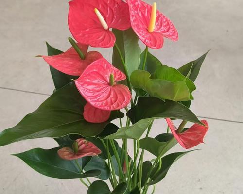 红掌花的花语是什么？红掌花语有何含义？