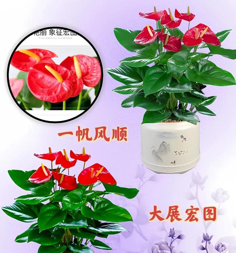 红掌花的花语是什么？红掌花语有何含义？