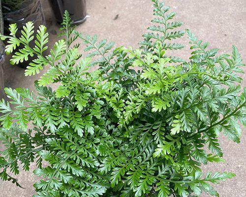 火焰蕨的花语有哪些？火焰蕨花语的寓意是什么？