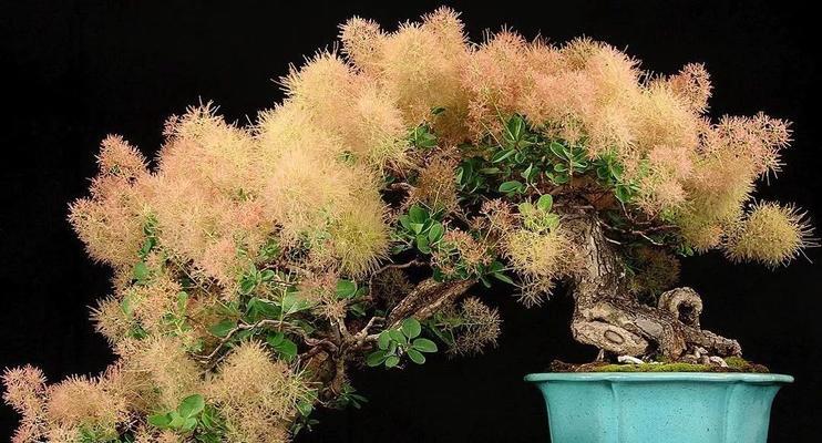 火焰蕨的花语有哪些？火焰蕨花语的寓意是什么？