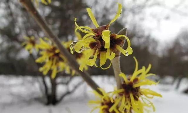 金缕梅的花语是什么？金缕梅花语有何特别之处？