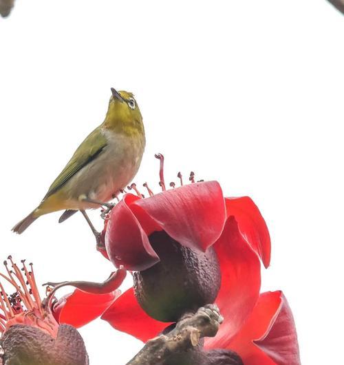 浜木棉的花语代表什么含义？
