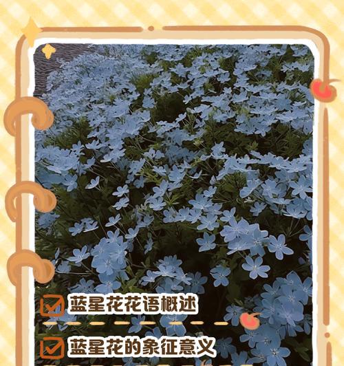 纯洁的心花语有哪些含义？