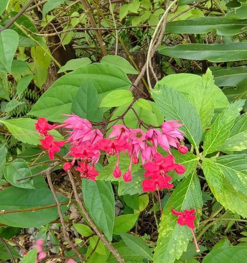 龙吐珠的花语有哪些特点？
