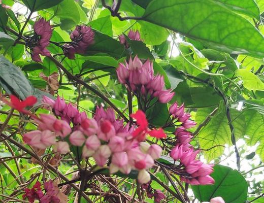 龙吐珠的花语有哪些特点？