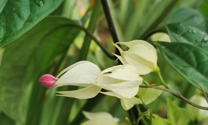 龙吐珠的花语有哪些特点？