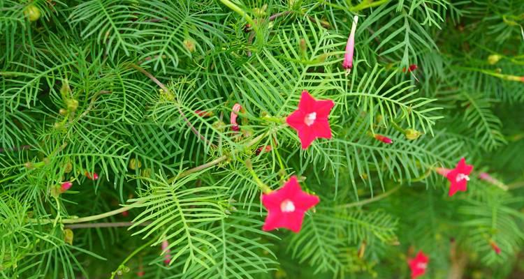 茑萝松的花语代表什么？