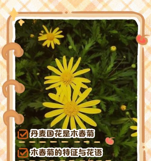 春菊的花语大全是什么？