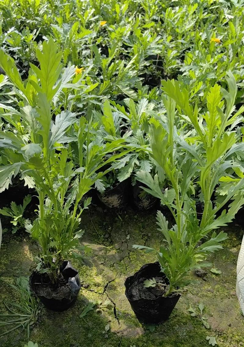 春菊的花语大全是什么？