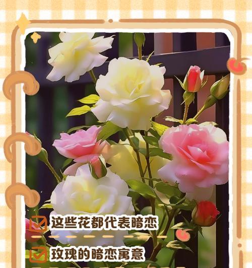 青涩的爱花语代表什么？