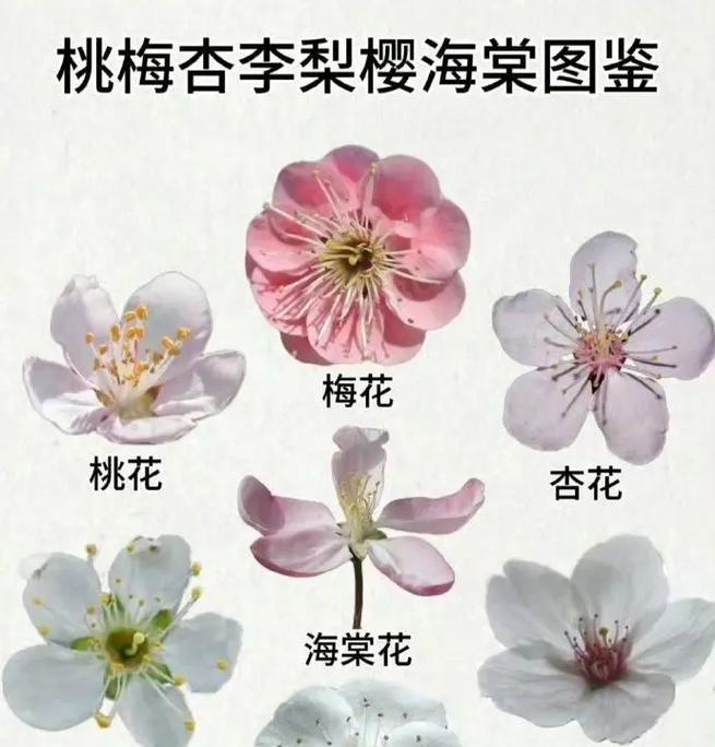 无忧花滴的花语是什么？