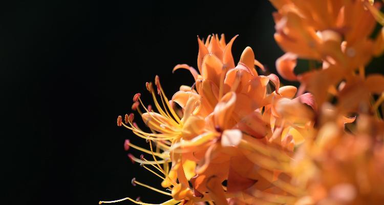 无忧花滴的花语是什么？