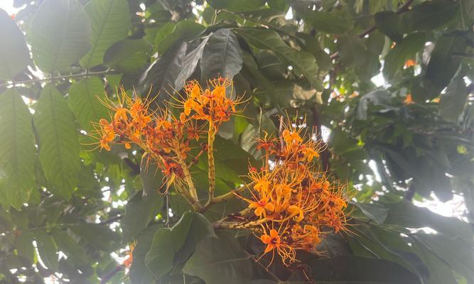 无忧花滴的花语是什么？