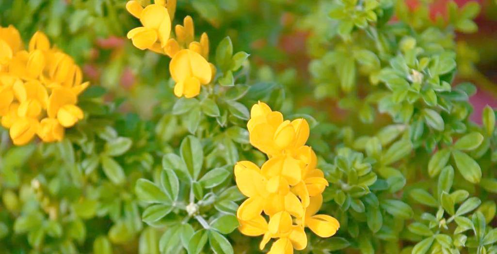 金雀儿花的花语代表什么含义？