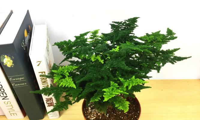 矮文竹的花语代表什么？