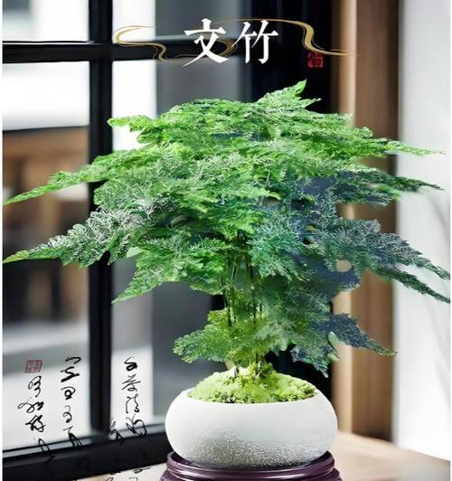 矮文竹的花语代表什么？