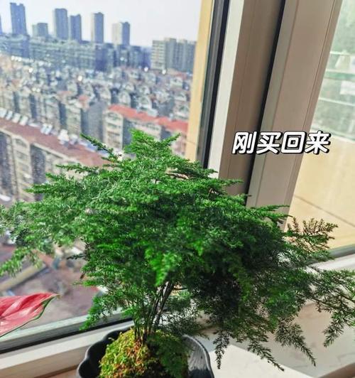 矮文竹的花语代表什么？