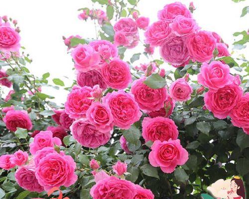 蔷薇木香的花语是什么？