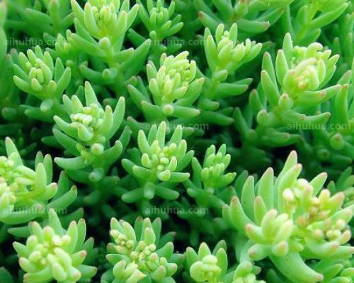 玉珠帘的花语代表什么？