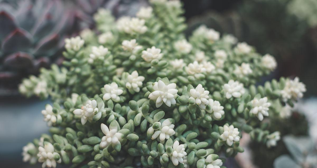 玉珠帘的花语代表什么？