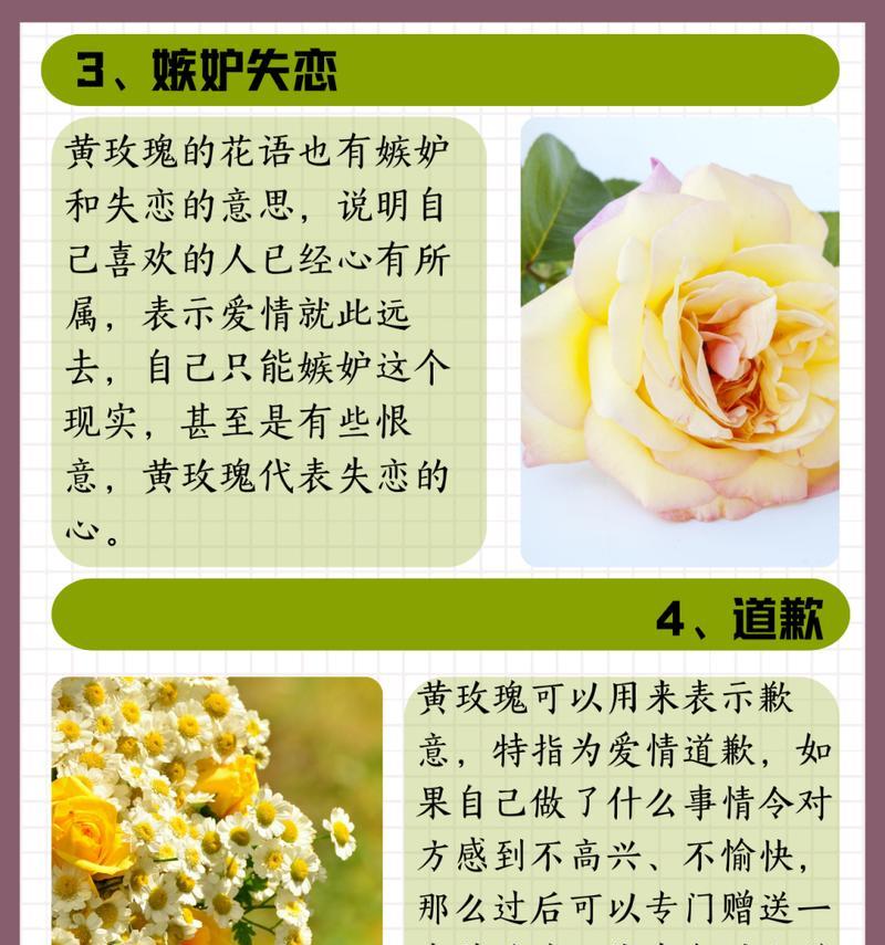 玫瑰盆栽的花语是什么？