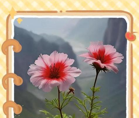玫瑰盆栽的花语是什么？