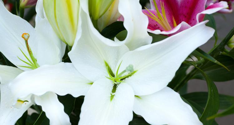 同性花语的花代表什么？