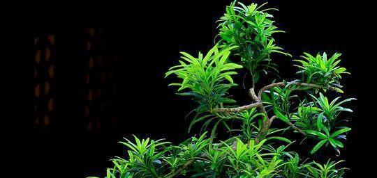 榕树的花语有何含义？