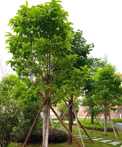 榕树的花语有何含义？