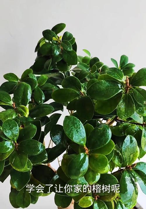 榕树的花语有何含义？