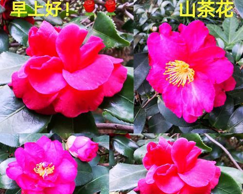 粉色鼠尾的花语有哪些特点？