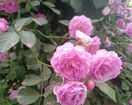 粉色鼠尾的花语有哪些特点？