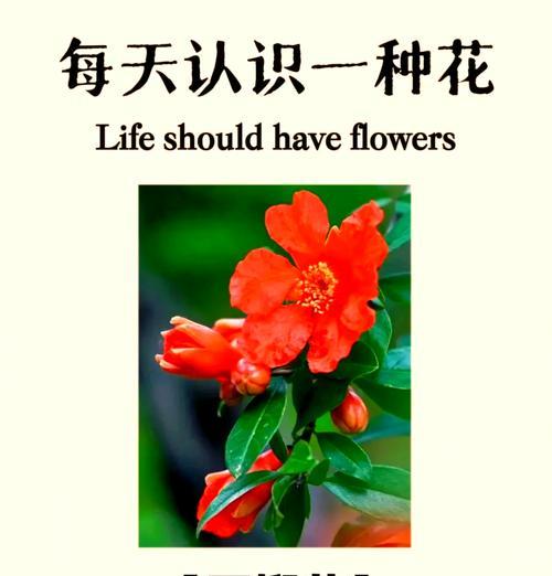 红茱萸的花语是什么？如何表达爱意？