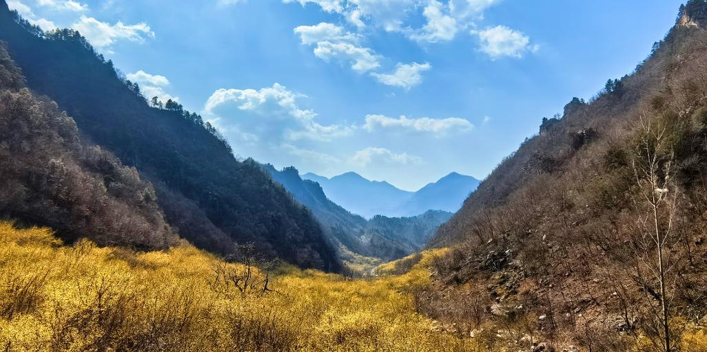红茱萸的花语是什么？如何表达爱意？