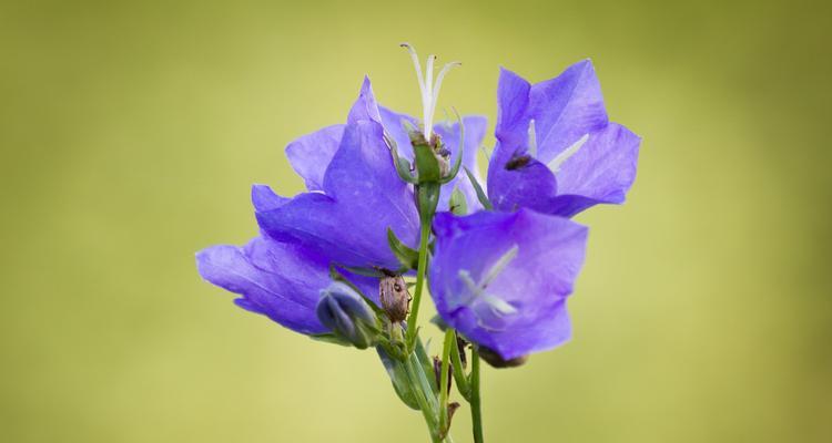 哪种花代表永恒？花语永恒的花是什么？