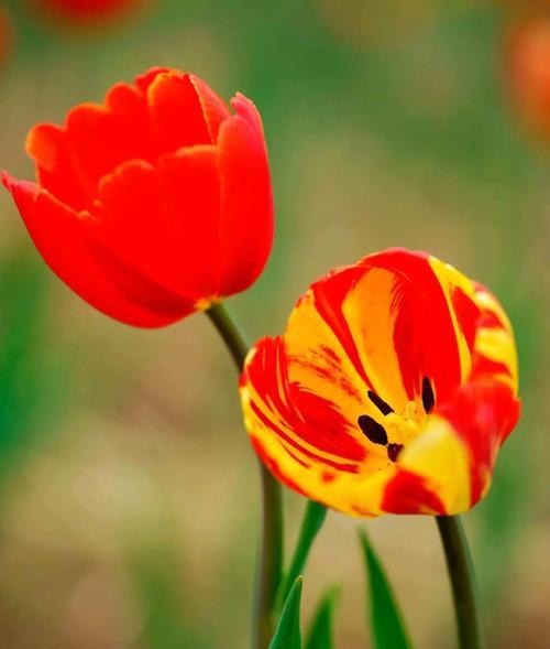 哪种花代表永恒？花语永恒的花是什么？