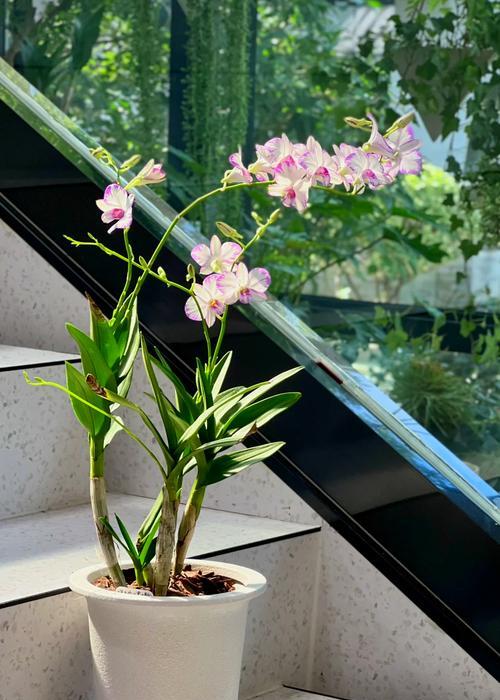 吉祥兰象征什么？吉祥兰的花语有何寓意？