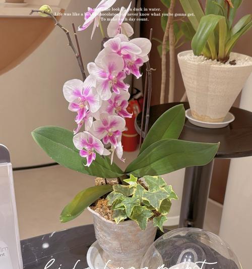 吉祥兰象征什么？吉祥兰的花语有何寓意？
