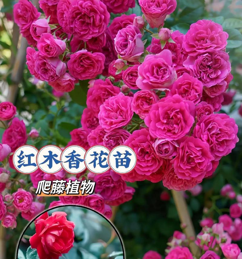 哪些植物有特别的花语？如何挑选？