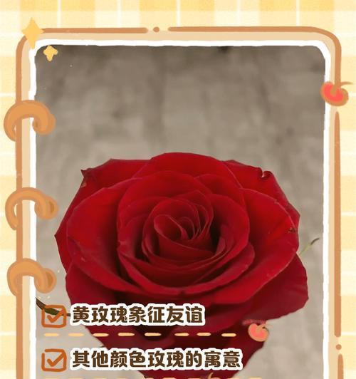 玫瑰花语有哪些？不同颜色玫瑰代表什么？