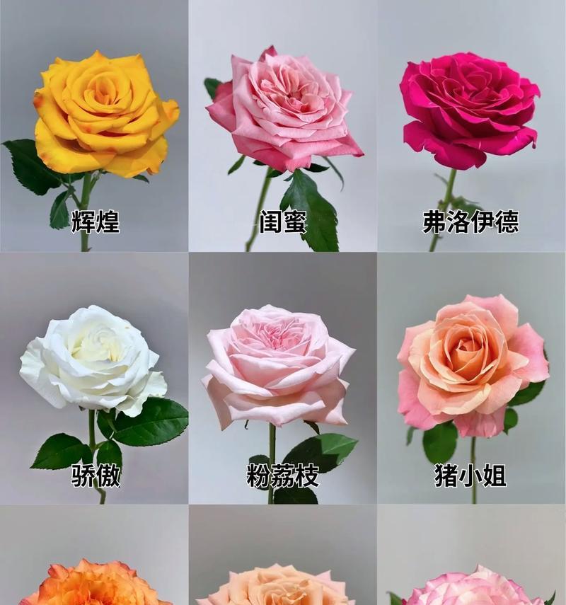 玫瑰花语有哪些？不同颜色玫瑰代表什么？