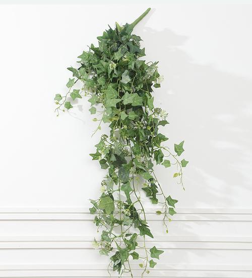 长藤条植物的花语是什么？适合送什么人？