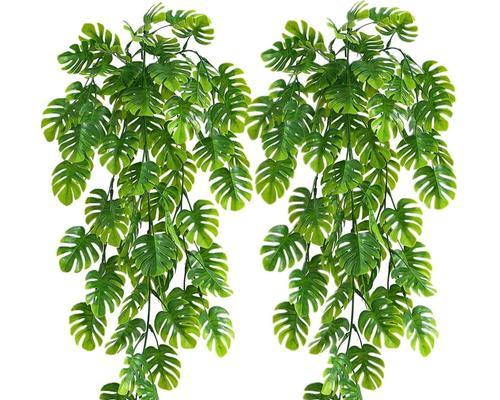 长藤条植物的花语是什么？适合送什么人？